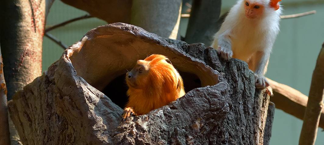 Neues Dschungelhaus im Kölner Zoo öffnet