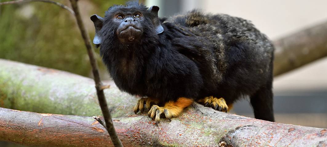 Rolf Schlosser/ Kölner Zoo