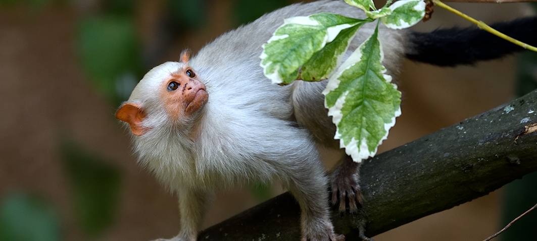 Kölner Zoo entwickelt Nachhaltigkeitsstrategie