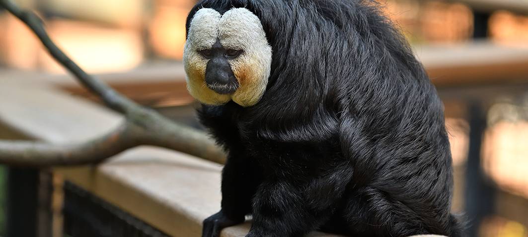Neues Dschungelhaus im Kölner Zoo öffnet