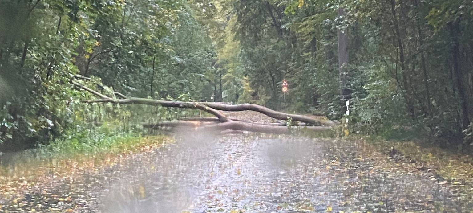 Umgestürzter Baum auf der Gleuler Straße