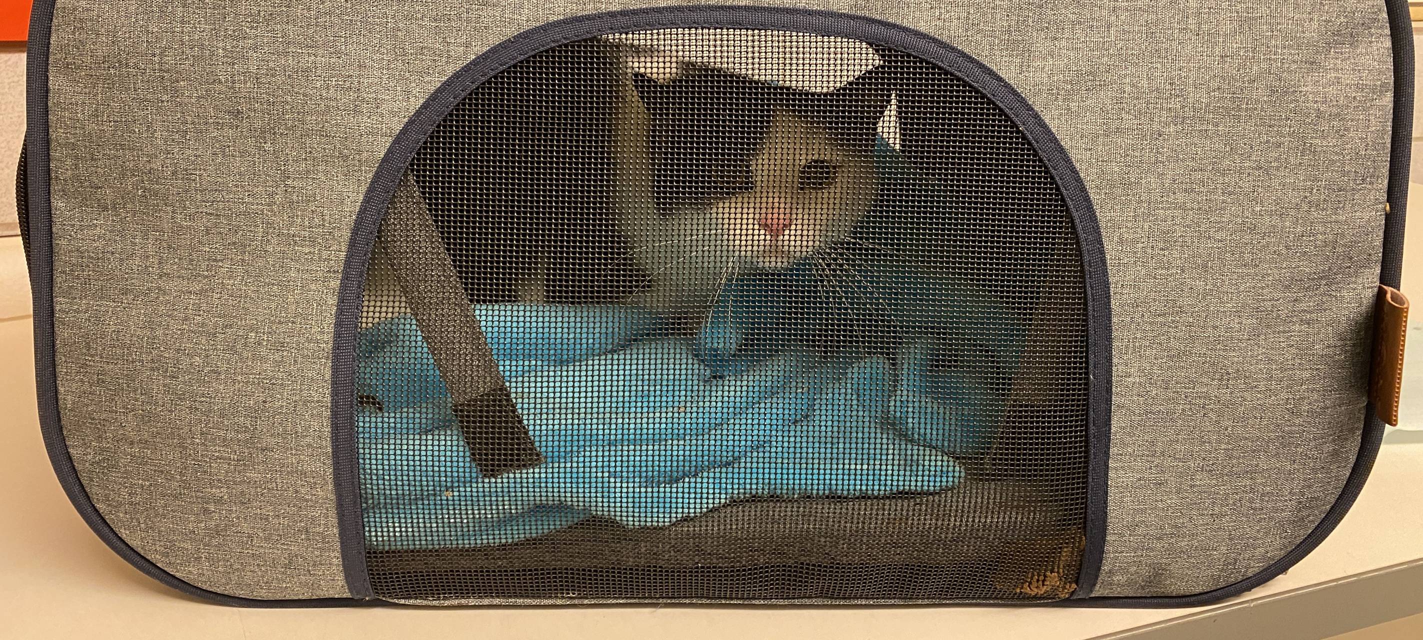 Kater in Tasche ausgesetzt