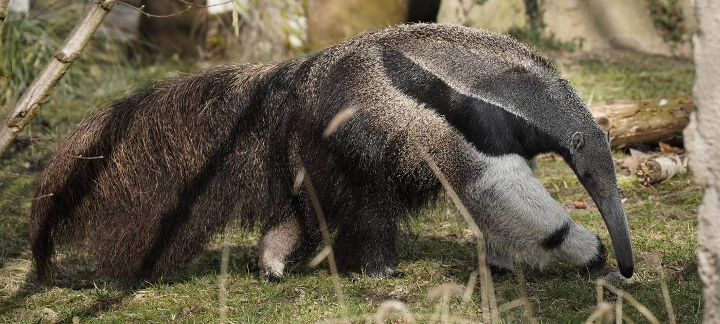 Ameisenbärin stirbt nach Paarung