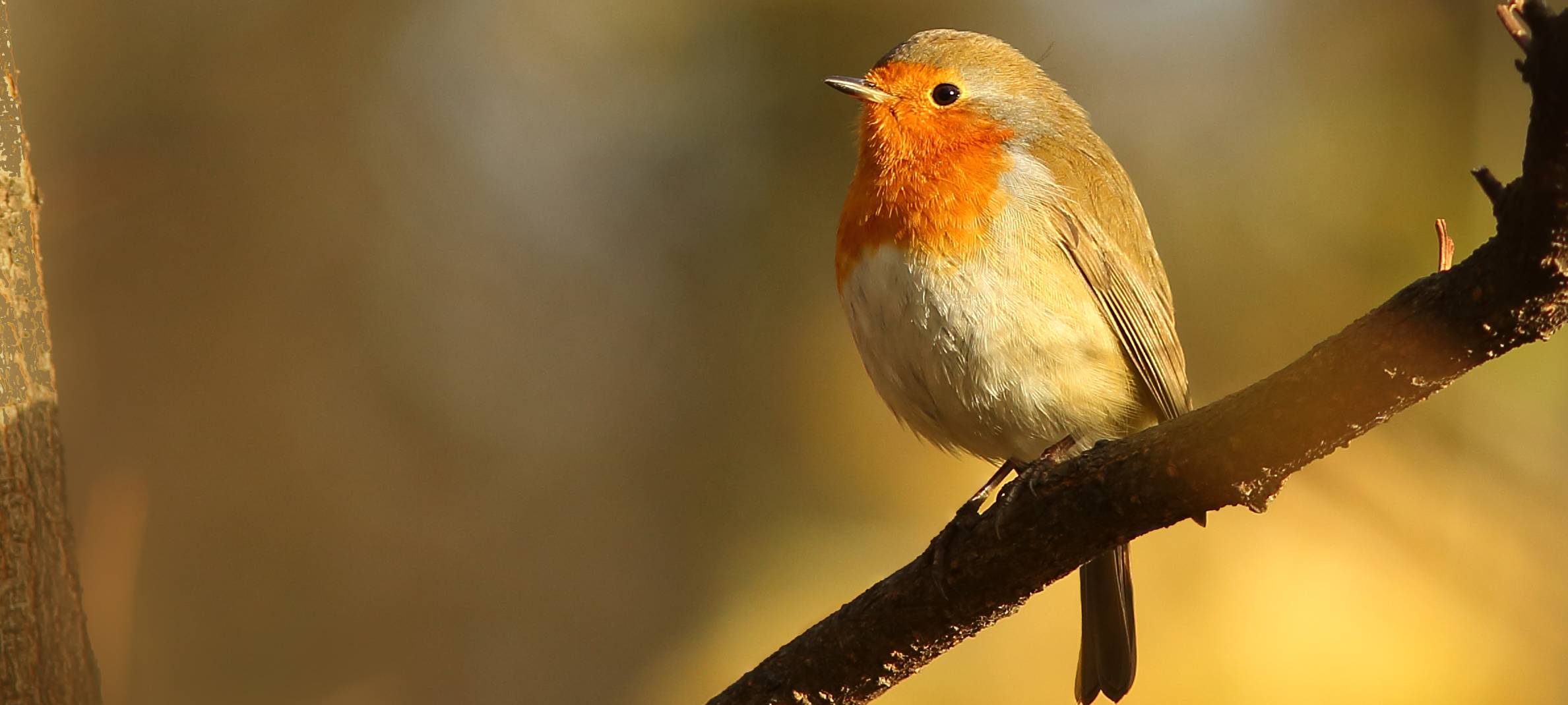 Natur hautnah: NABU lädt zu Vogelzählung in Köln