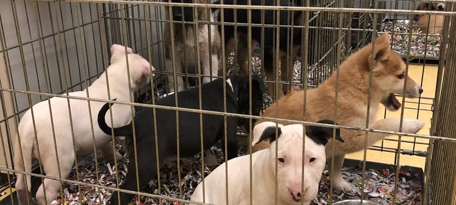 Polizei stoppt illegalen Tiertransporter