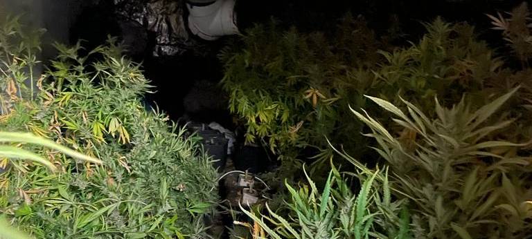 Polizei nimmt Cannabisplantage in Mülheim hoch