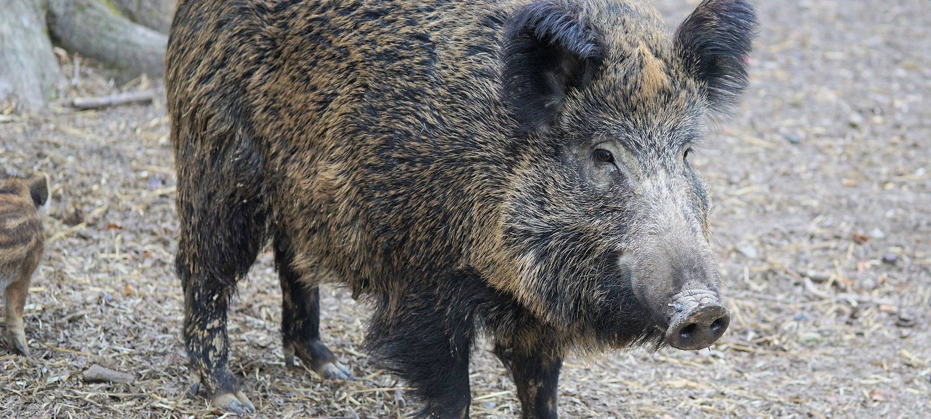 Wildschweine immer häufiger in Wohngebieten unterwegs