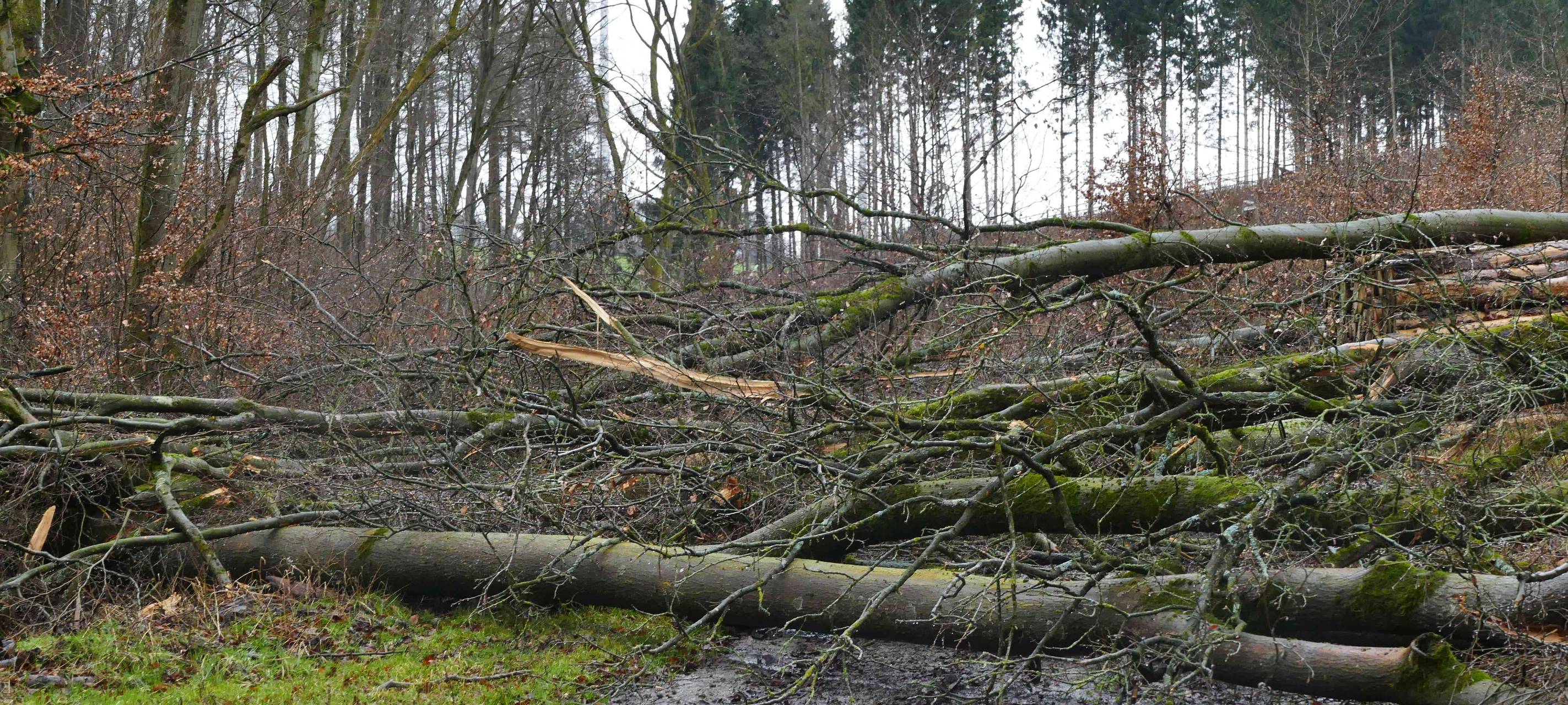 Leiche im Königsforst