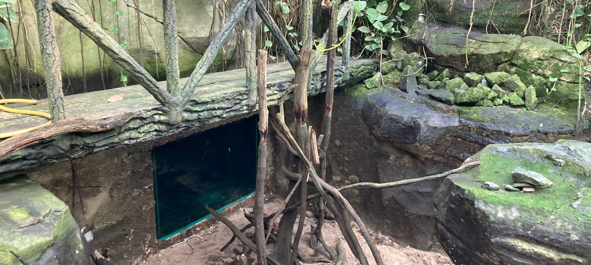 Kölner Zoo: Tropenhaus öffnet nach Brand wieder