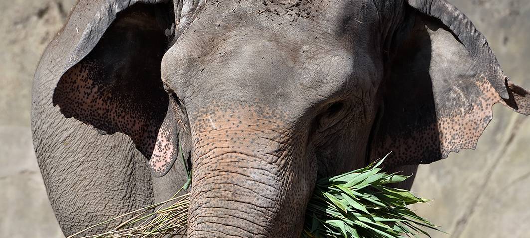 Elefant nach Kampf im Kölner Zoo eingeschläfert