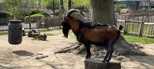 Kölner Zoo bleibt geschlossen - Hennes bei Heimspiel dabei