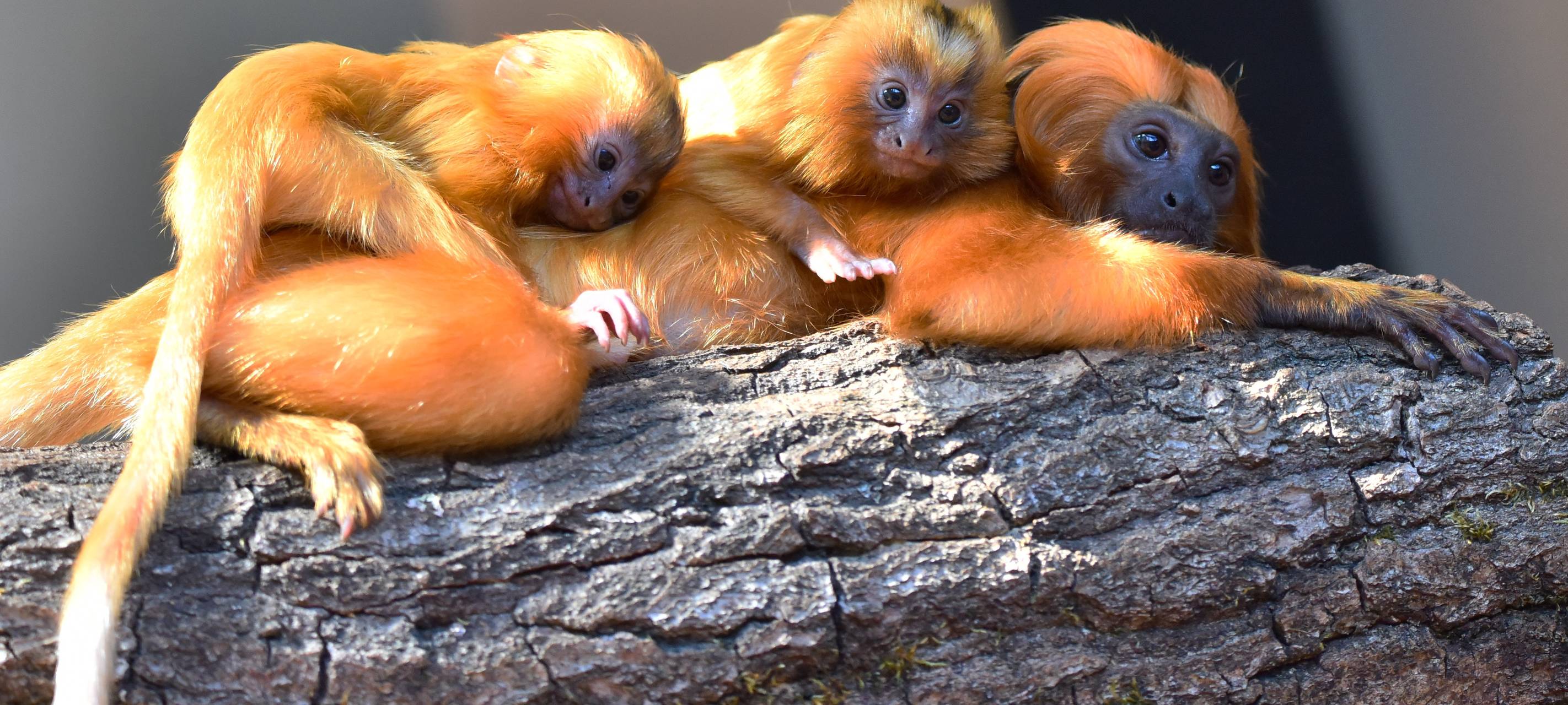 Kölner Zoo zählt zu den beliebtesten in Deutschland