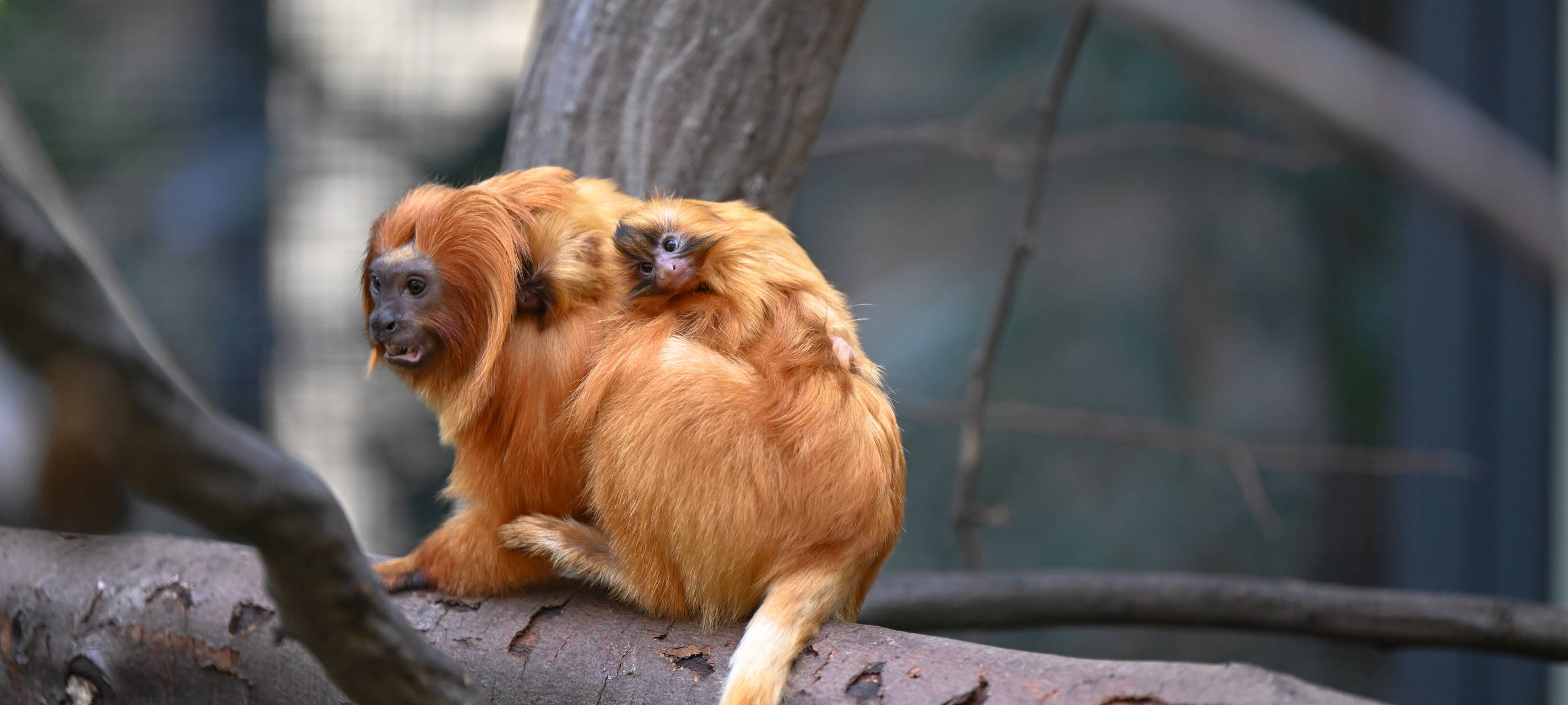 Goldgelber Nachwuchs im Kölner Zoo
