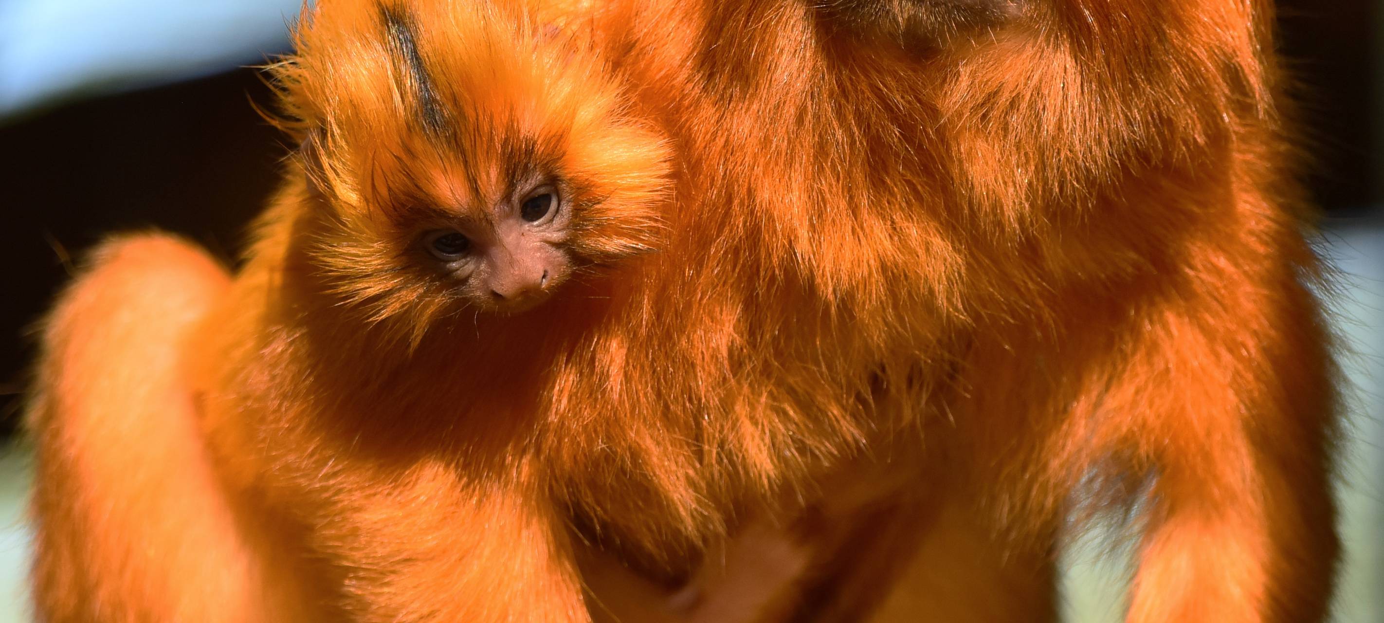 Goldgelber Nachwuchs im Kölner Zoo