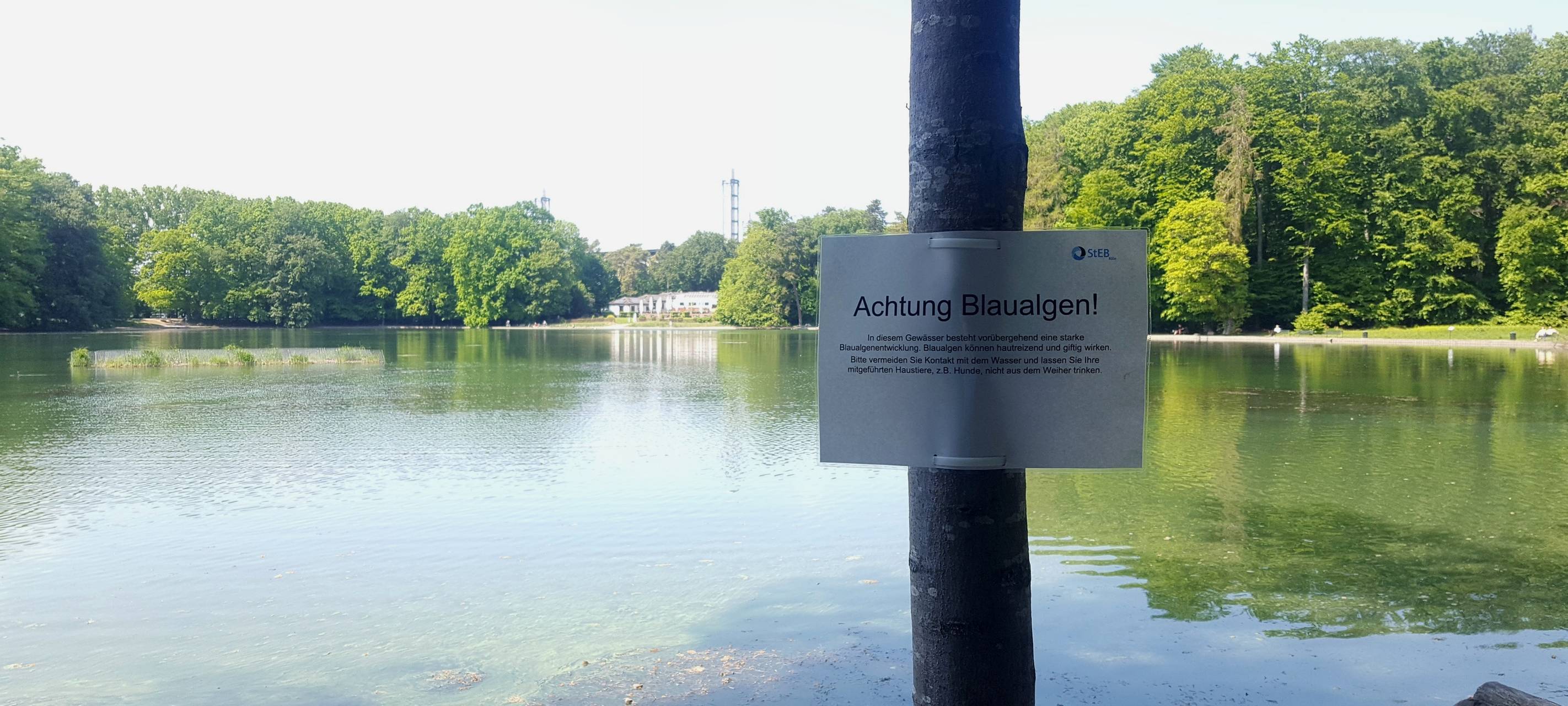 Vorsicht vor giftigen Blaualgen am Adenauer Weiher