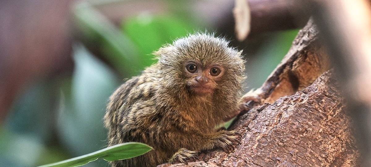 Kölner Zoo: Nachwuchs im Affengehege
