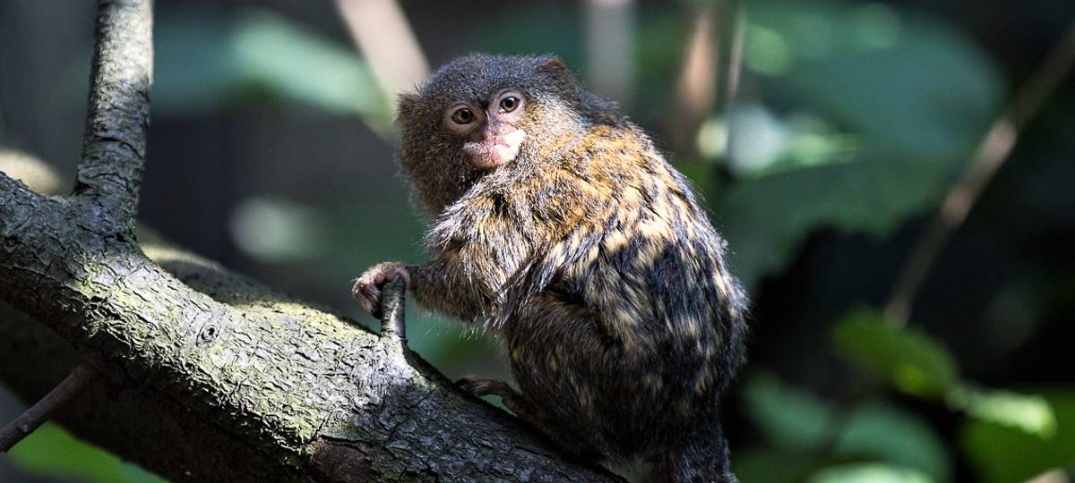 Kölner Zoo setzt sich international für Artenvielfalt ein