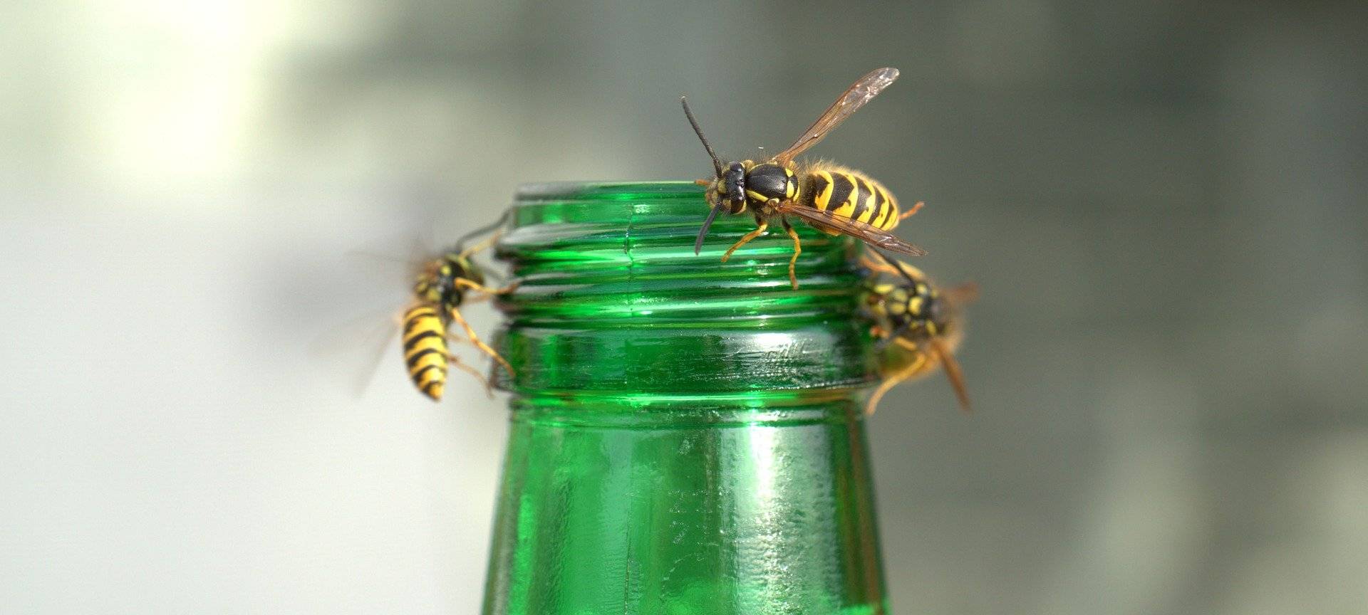Tipps und Tricks zum Wespen-Sommer