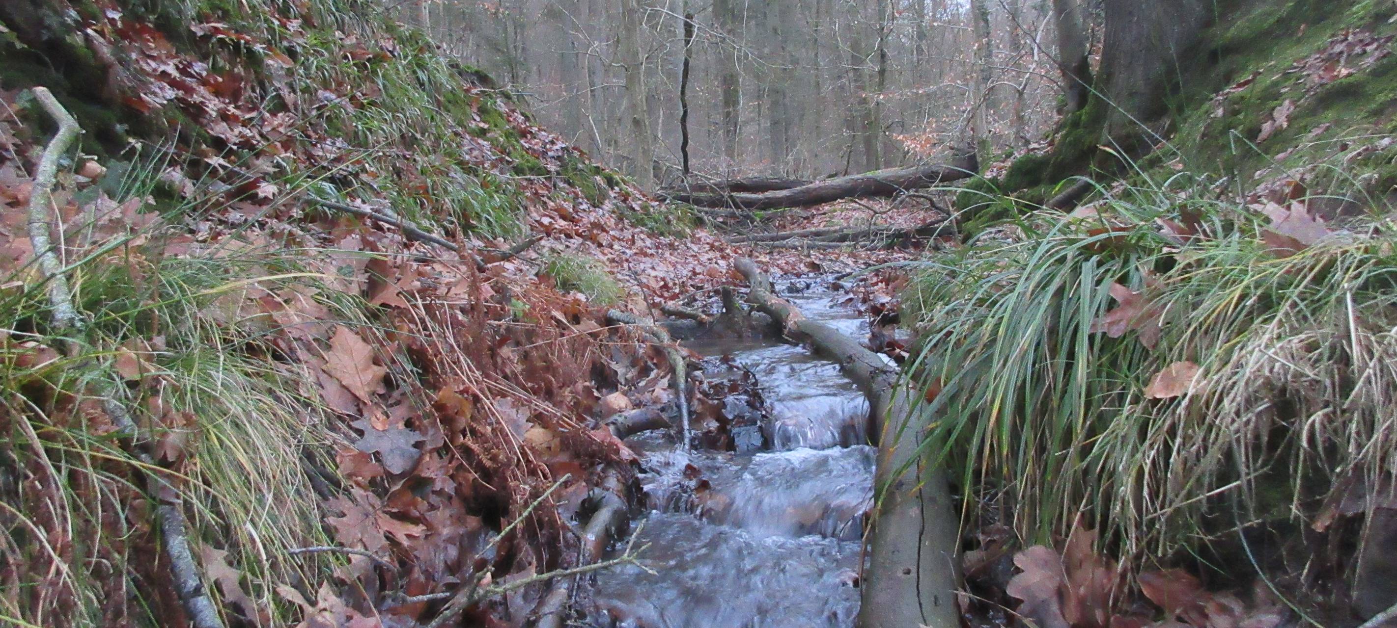 Bachlauf
