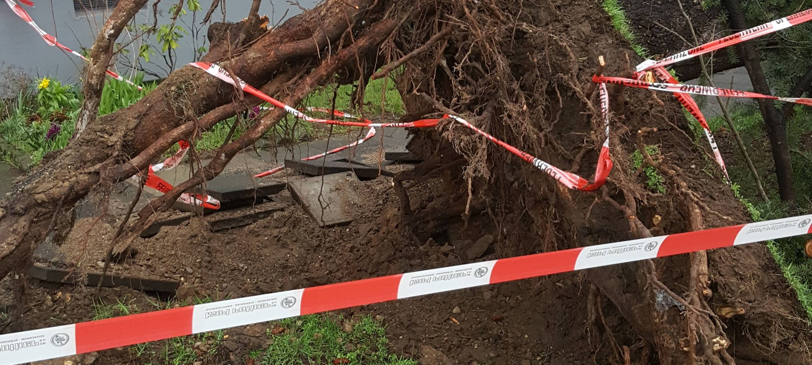 Bayenstraße gesperrt: Baum fällt auf PKW