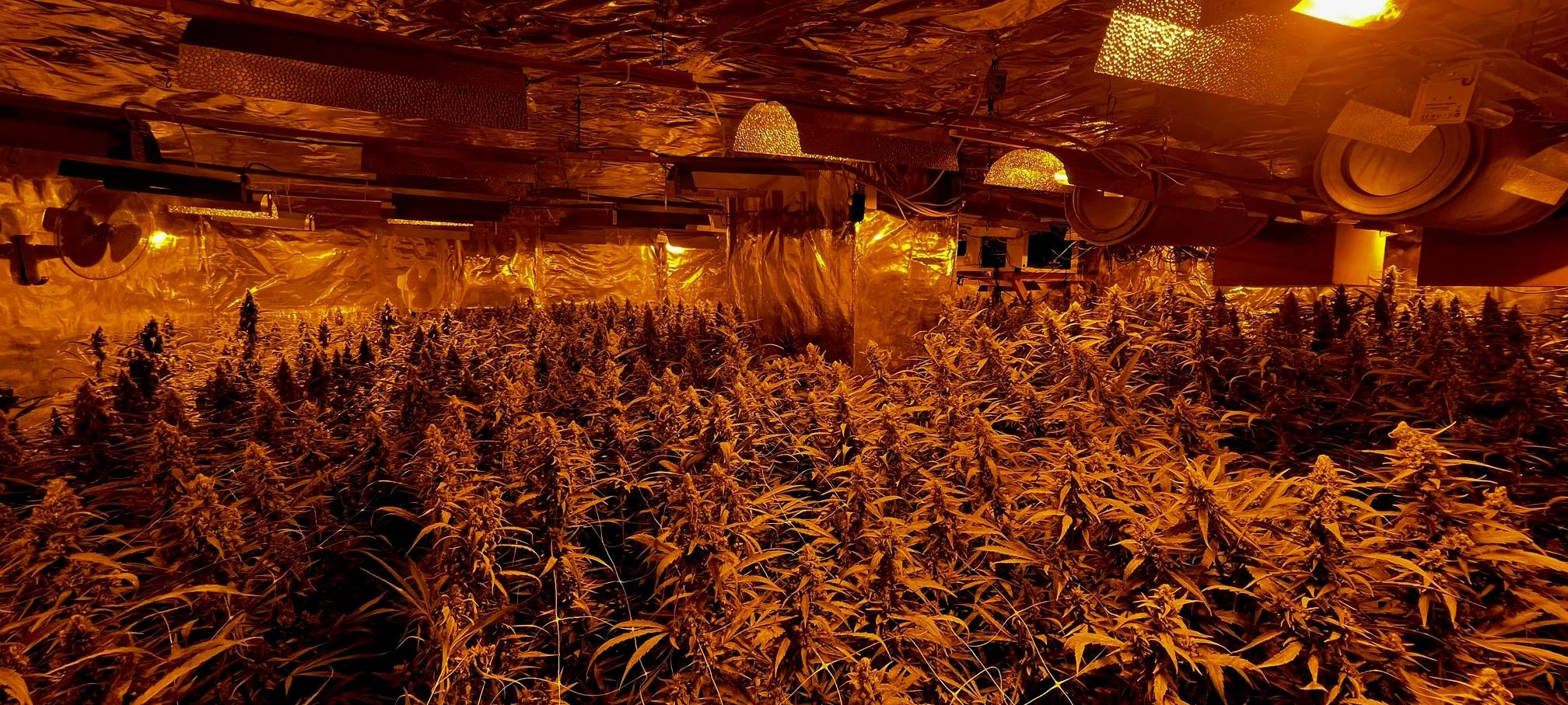 Ermittlungen führen Polizei zu Cannabisplantage