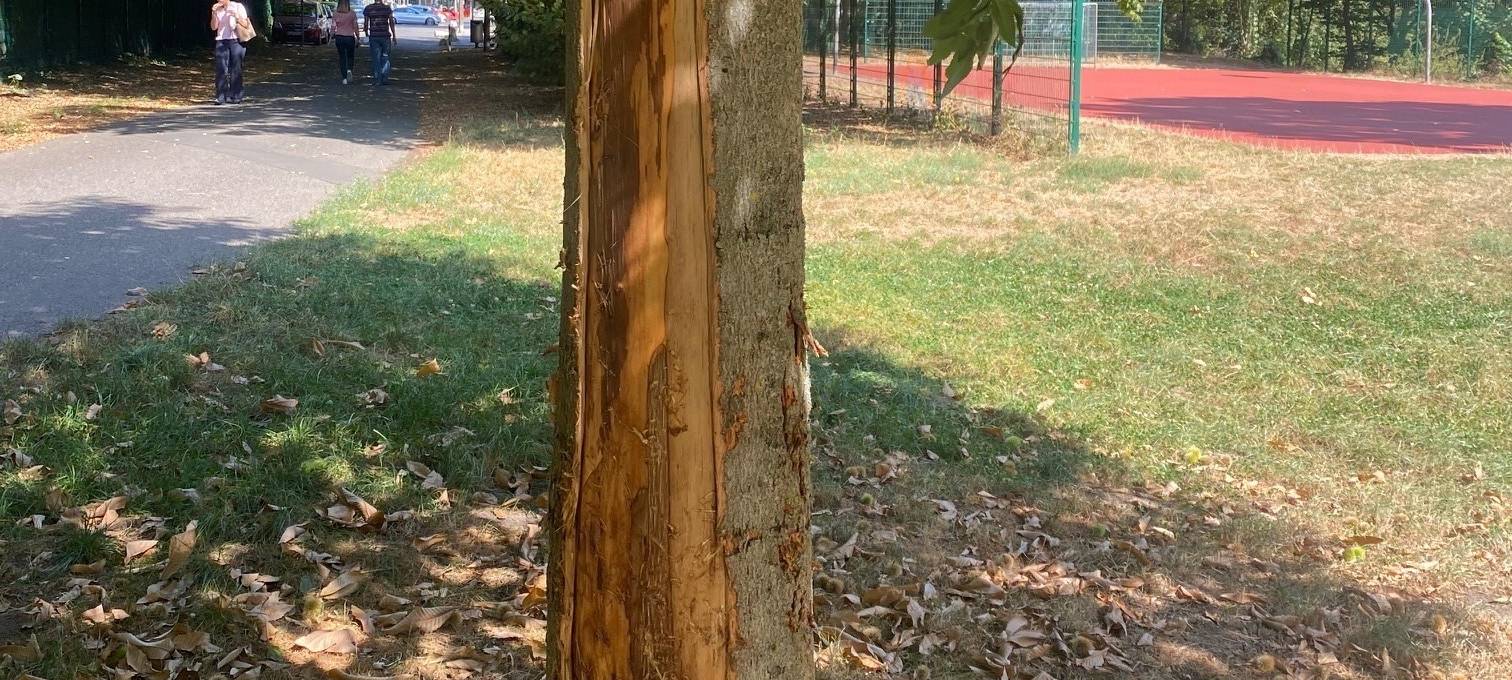 Unbekannte zerstören Baum in Zollstock