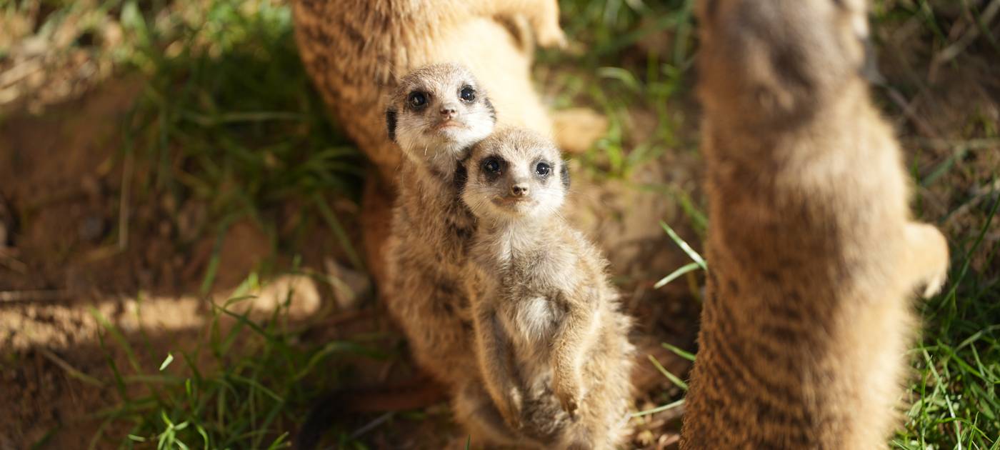 Zoo begrüßt Erdmännchen-Nachwuchs