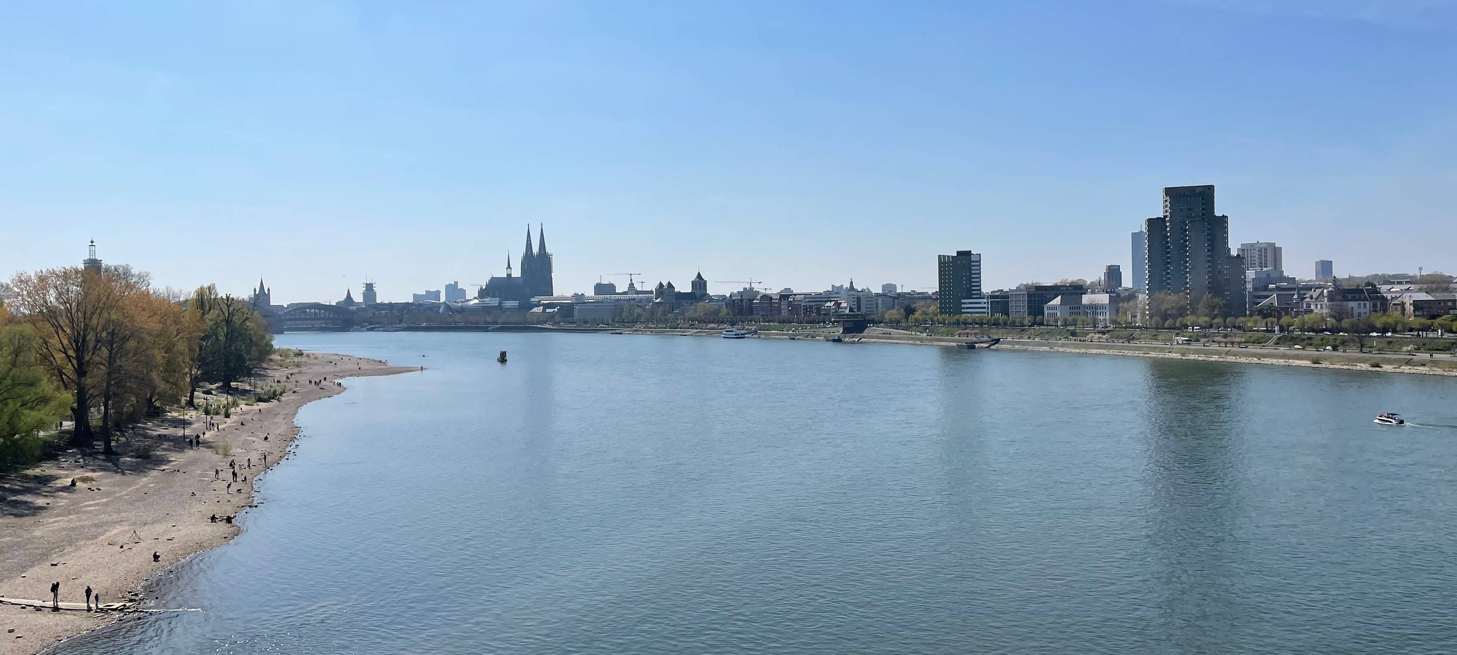 Baumfällung für Kanalerneuerung