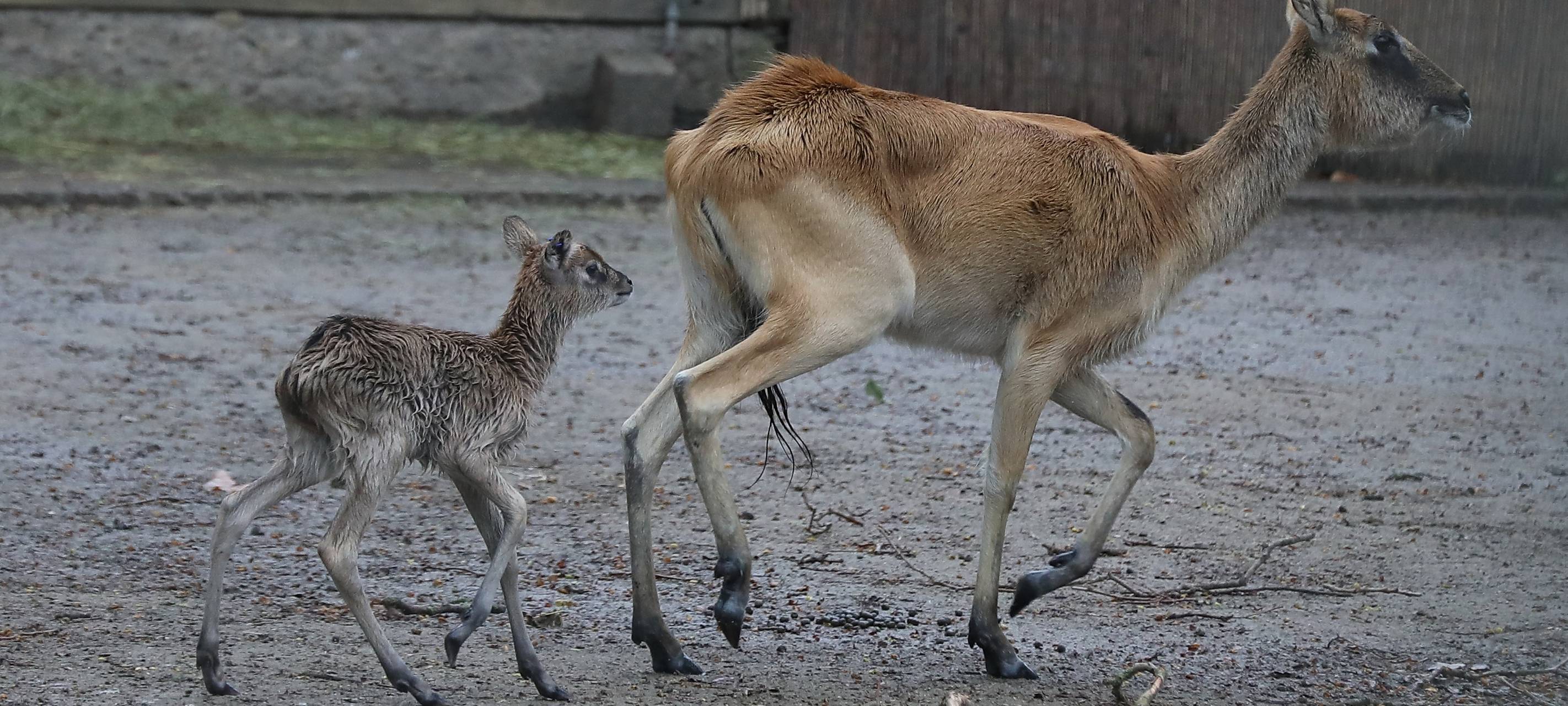 Weißnacken-Moorantilope
