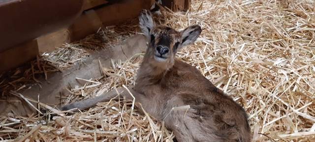 Weißnacken-Moorantilope