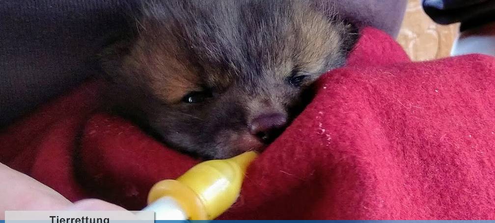 Polizei rettet Rotfuchsbaby von Autobahn