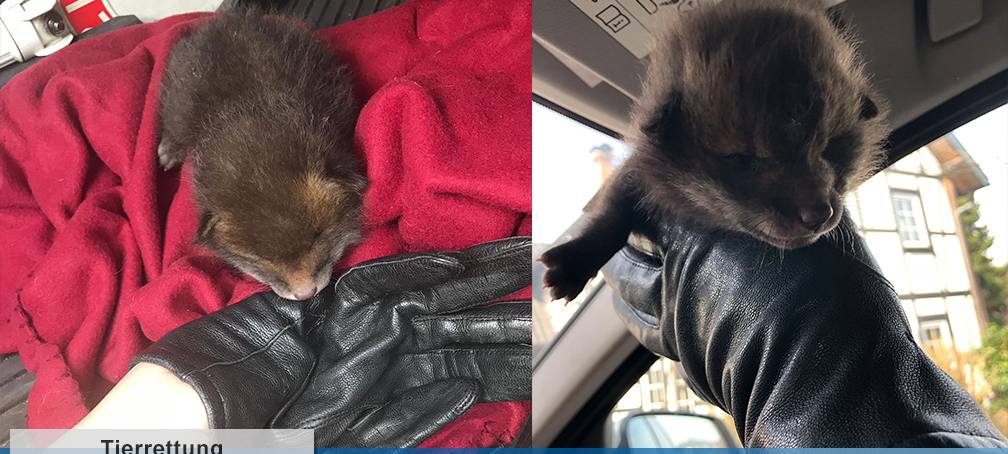 Polizei rettet Rotfuchsbaby von Autobahn
