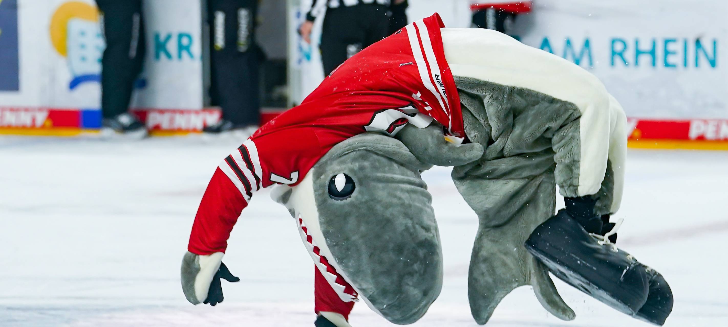 Kölner Haie zu Gast in Straubing