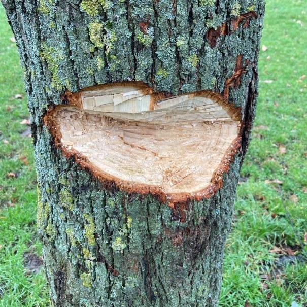 Unbekannte zerstören Bäume Radio Köln