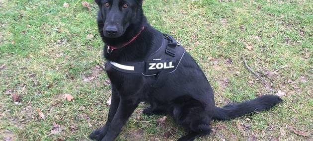 Drogenspürhunde finden über 60 Kilogramm Marihuana