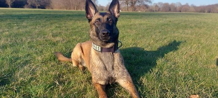 Polizeihündin Miss Moneypenny fasst Einbrecher