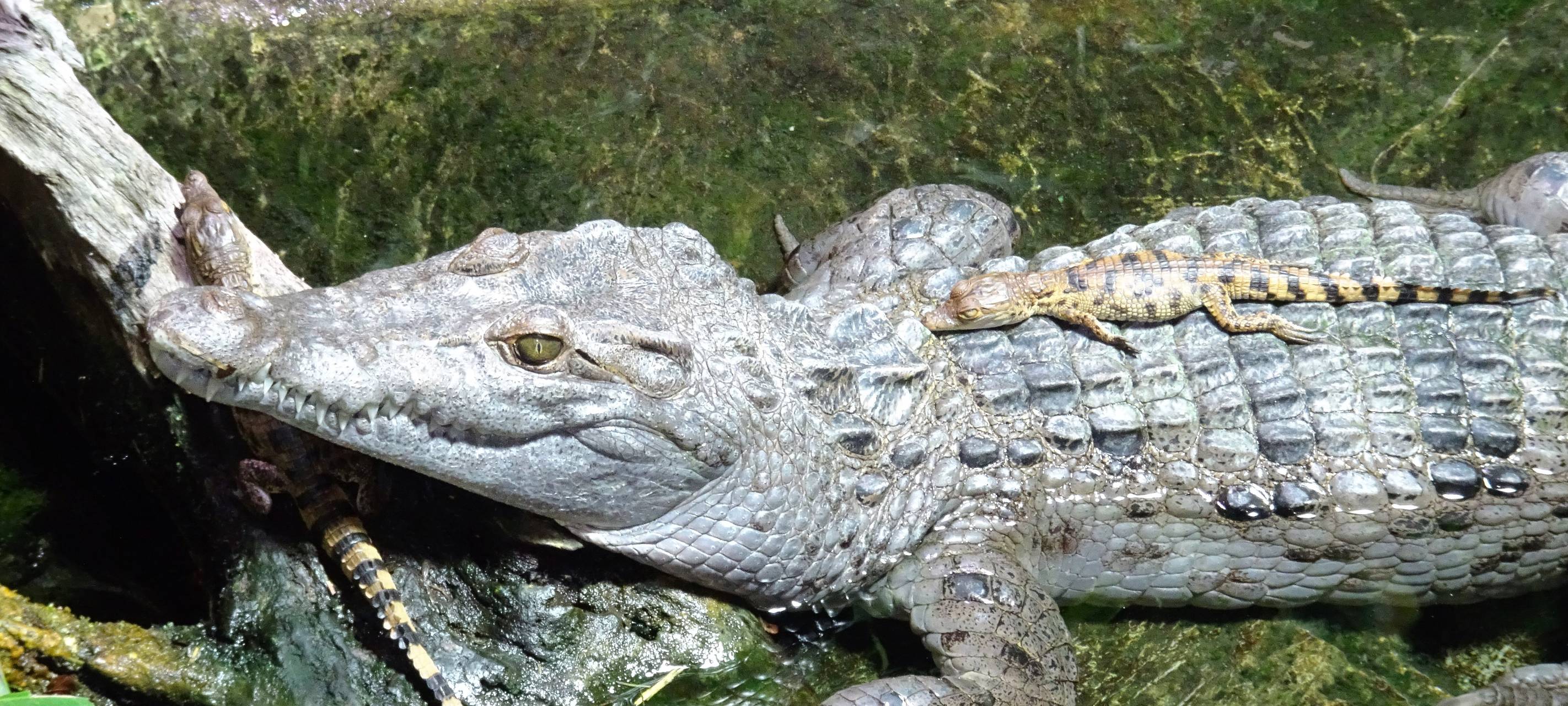 Kölner Krokodile sollen Art retten