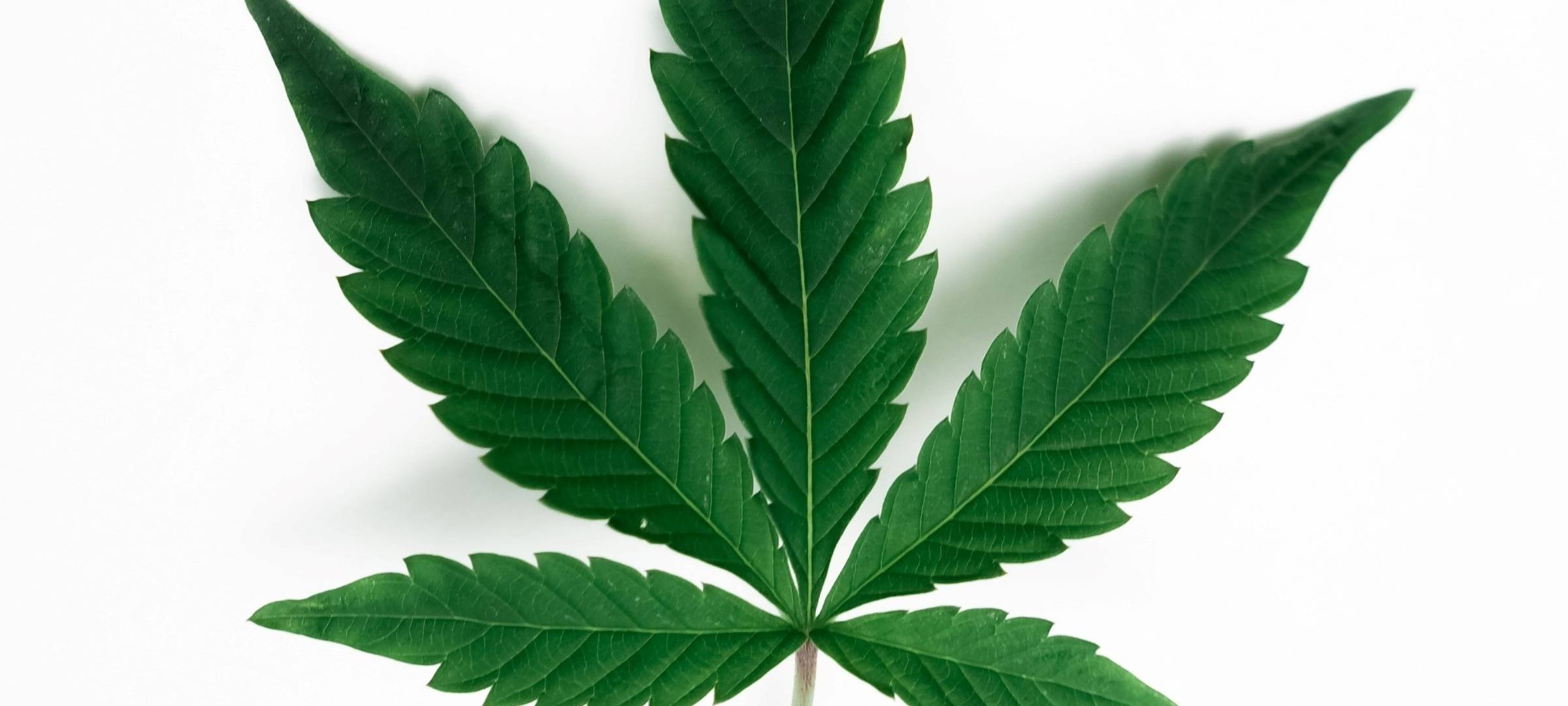 Cannabis Legalisierung stellt Polizei vor Herausforderungen
