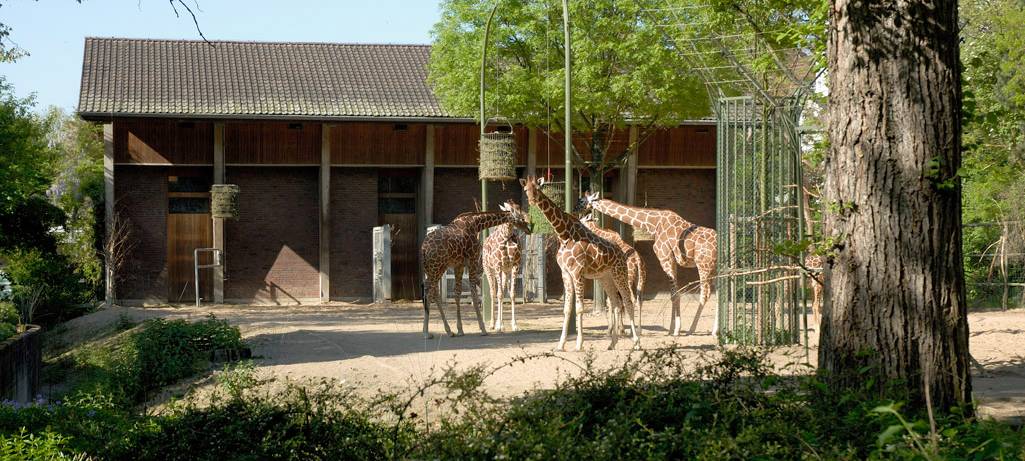 Nach Geflügelpest - Kölner Zoo öffnet alle Tierhäuser