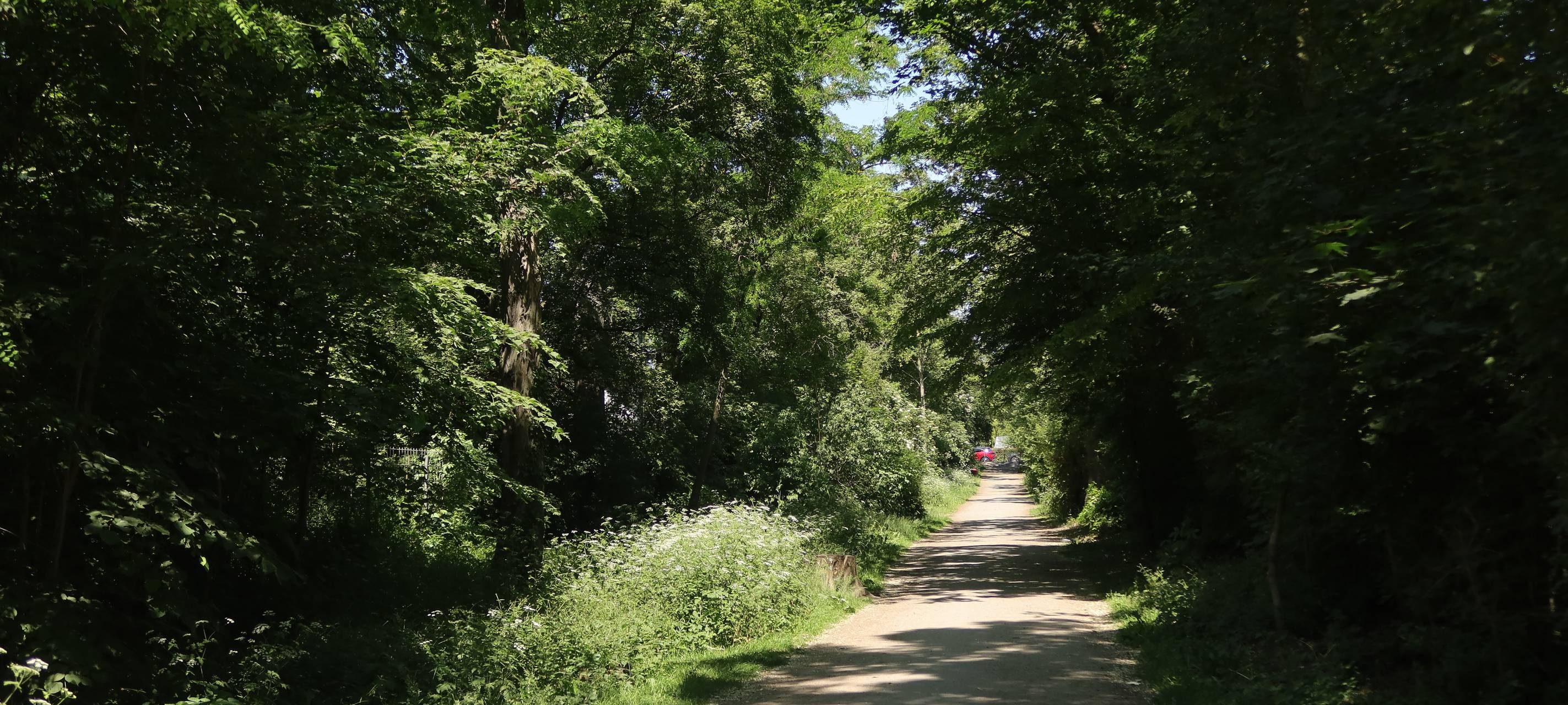 Vermehrt Waldschaben in Köln unterwegs
