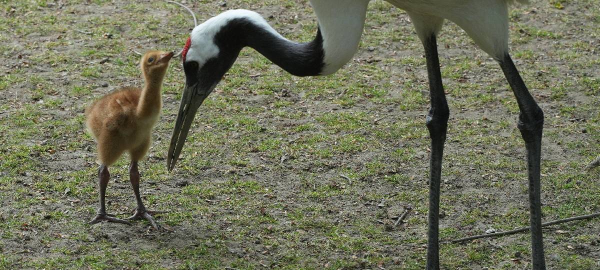 Seltene Vögel sind im Kölner Zoo geschlüpft