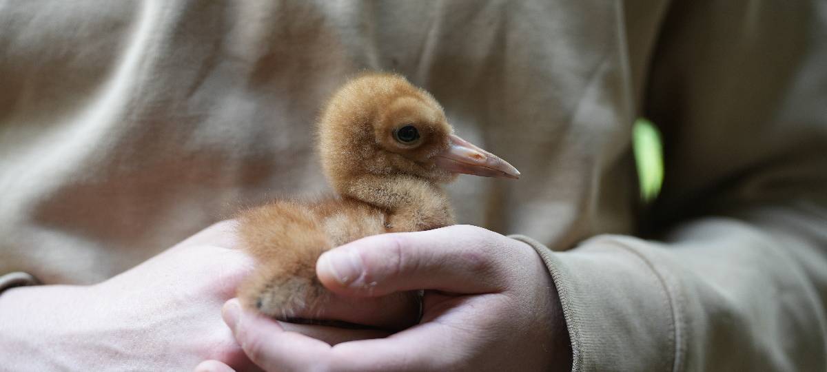 Seltene Vögel sind im Kölner Zoo geschlüpft
