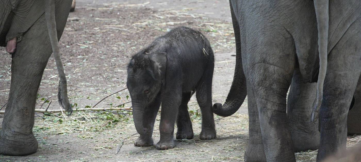 Neuigkeiten aus dem Zoo: Elefantenbaby geboren