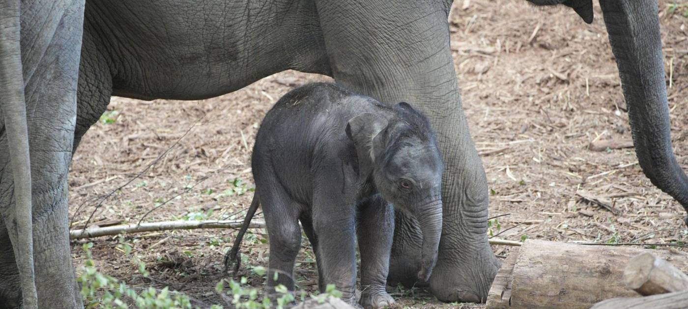 Neuigkeiten aus dem Zoo: Elefantenbaby geboren
