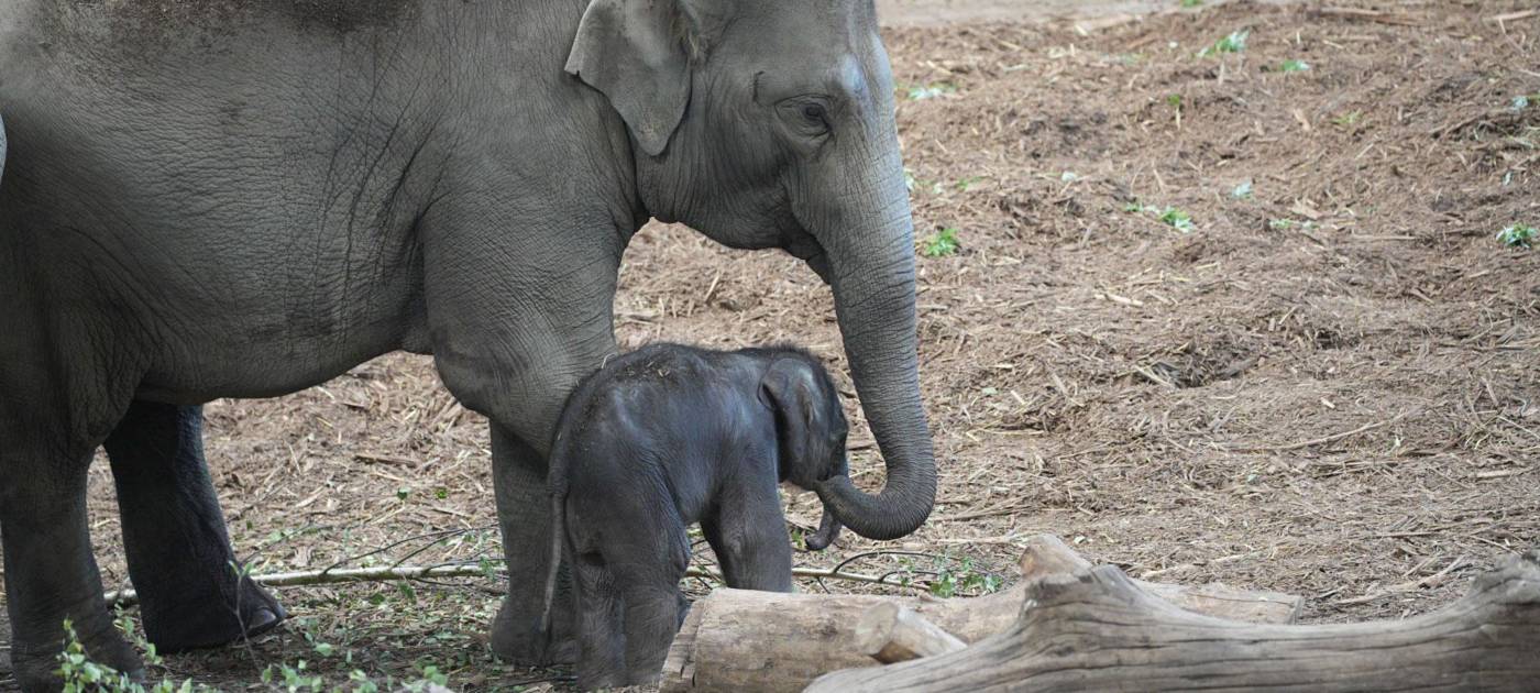 Kölner Zoo zufrieden mit Artenschutzprojekten