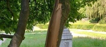 Unbekannte beschädigen Baum in Mülheim