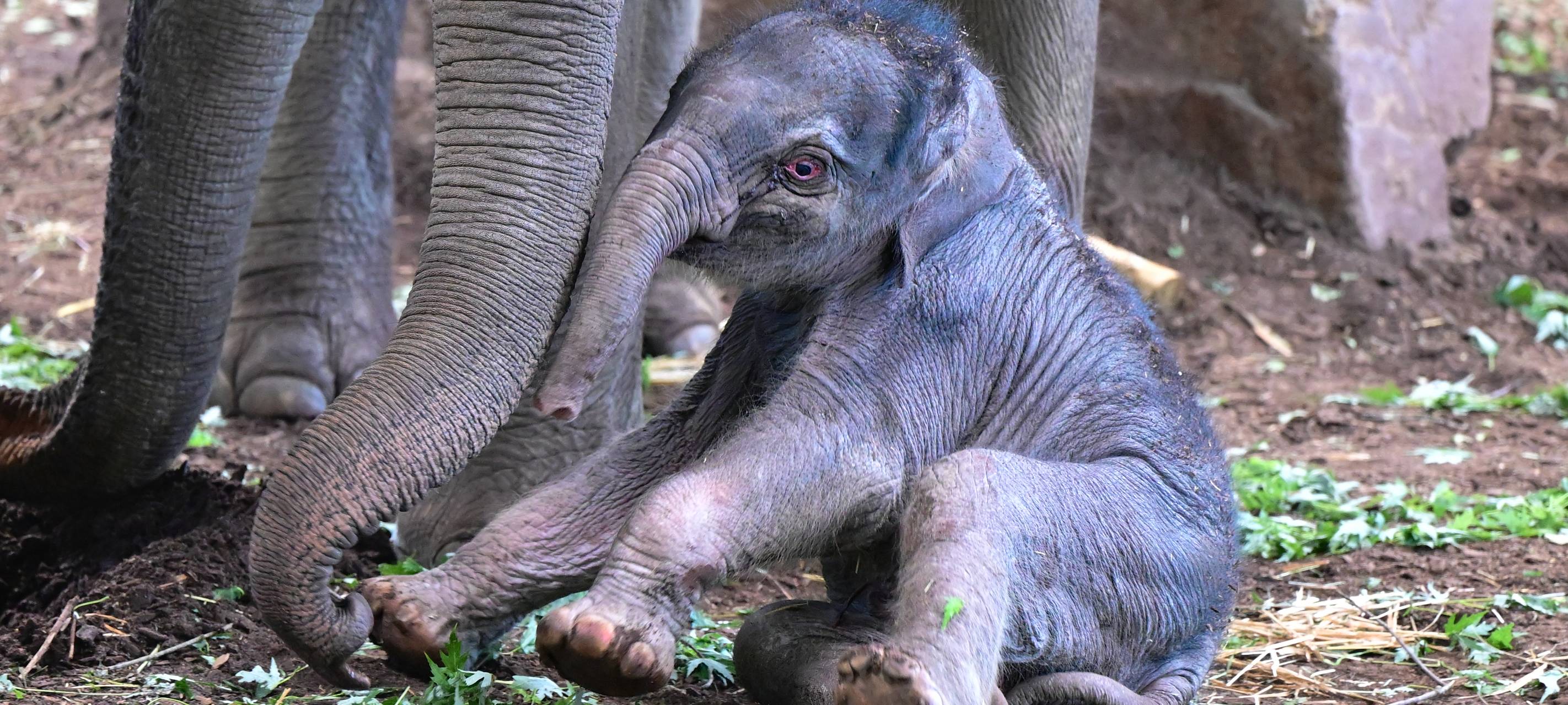 Elefantenbaby im Kölner Zoo heißt Sarinya