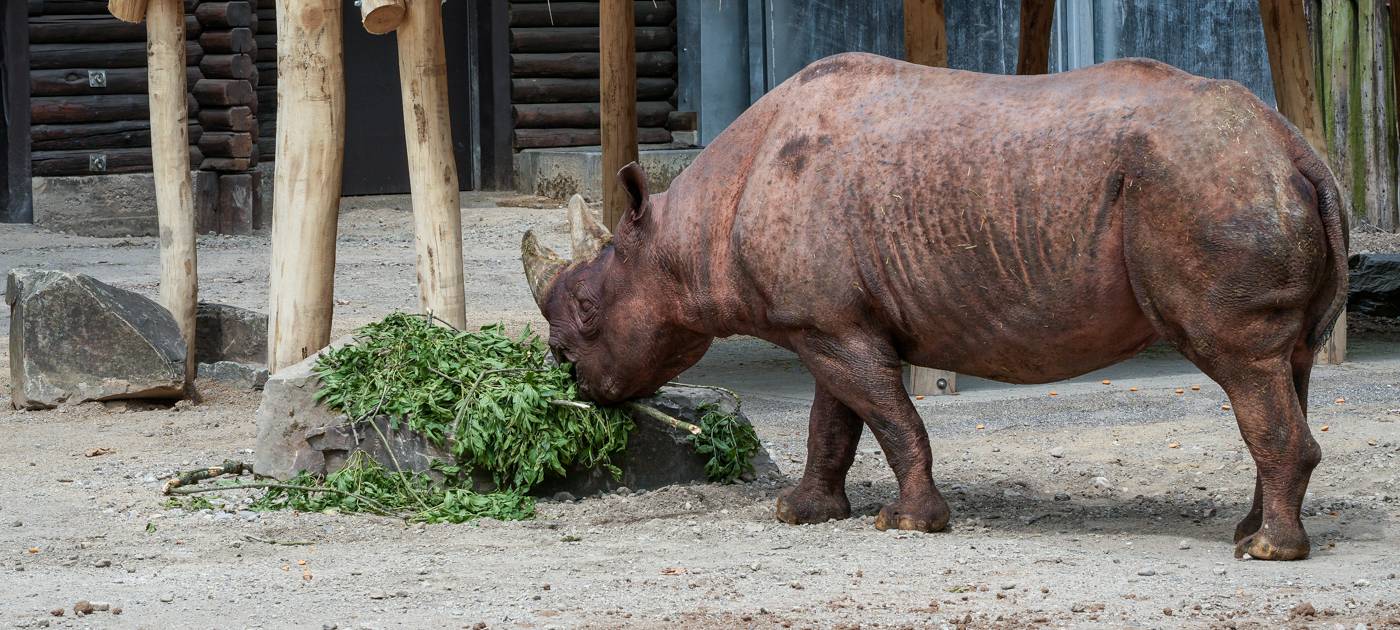 Neue Nashornanlage im Kölner Zoo