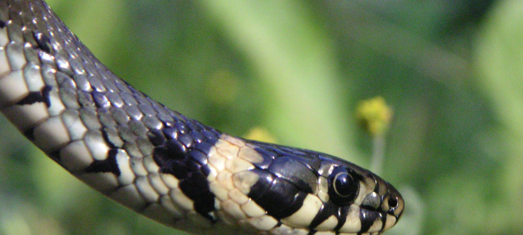 NABU Köln bittet um Mithilfe bei Reptilien-Schutz