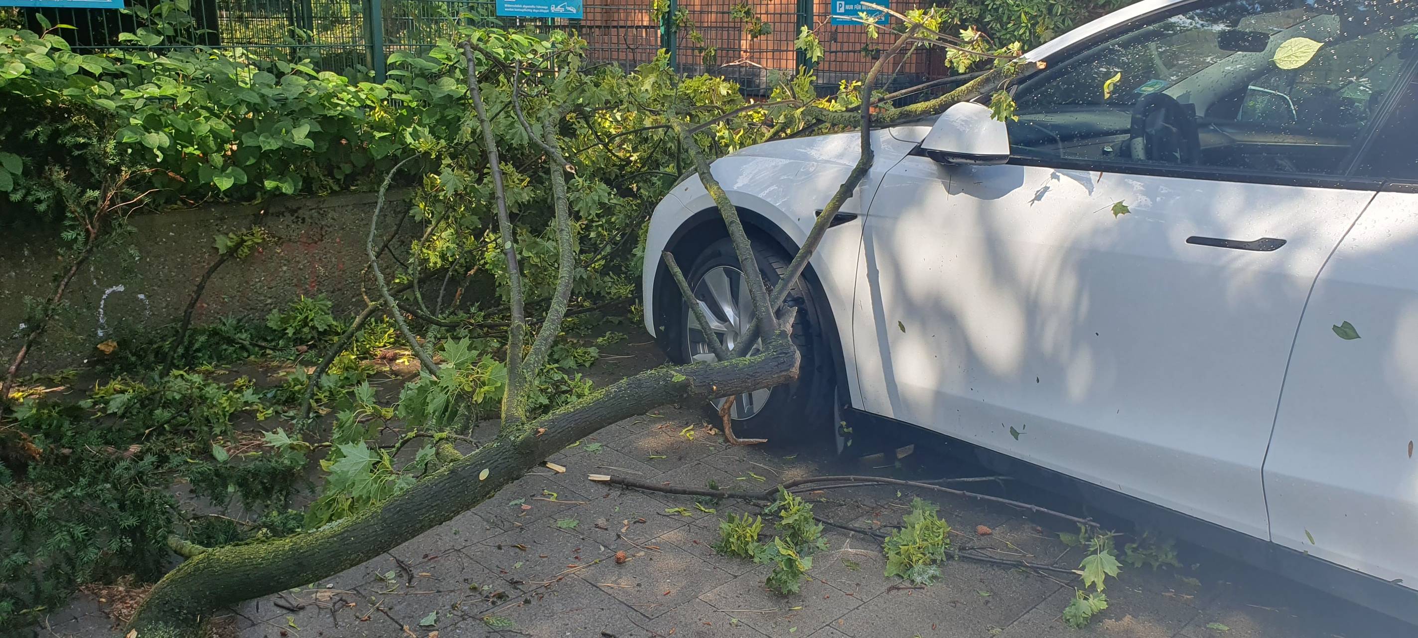 Unwetter: Umgestürzte Bäume und vollgelaufene Keller in Köln